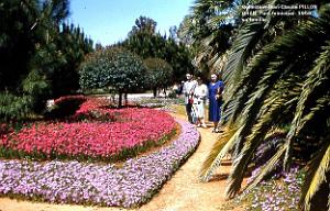 Oran - Avenue de Valmy - Parc Municipal - 1956